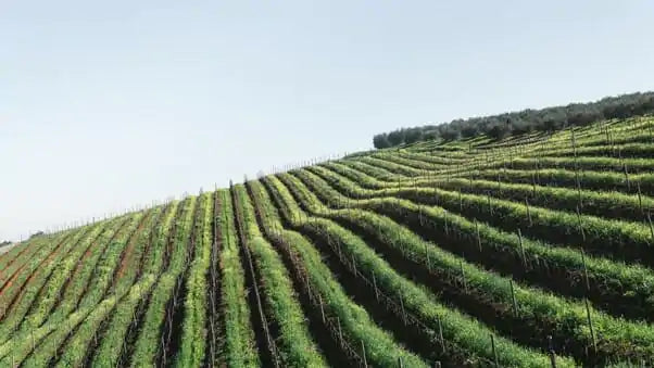 Pinotage zonder vooroordelen