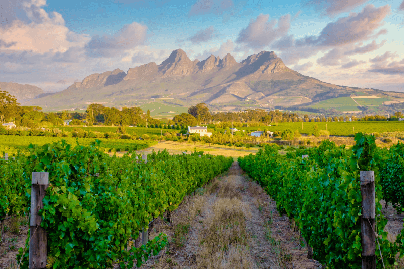 Chenin Blanc uit Zuid-Afrika: niet de Loire, en dat is het punt